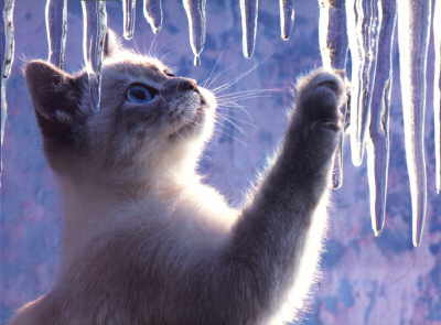 Katze12